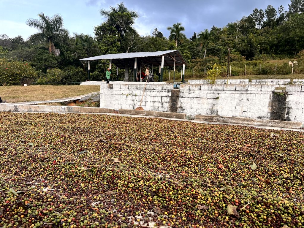 Coffee drying pad