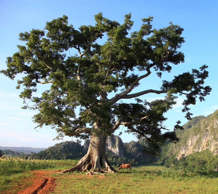 Ceiba Tree in Viñales - Pinar del Río